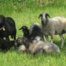 Stöcklhof Rottau: Schafe